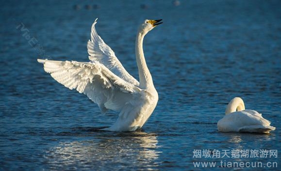 【手把手】教你如何拍天鹅之抓拍动态天鹅