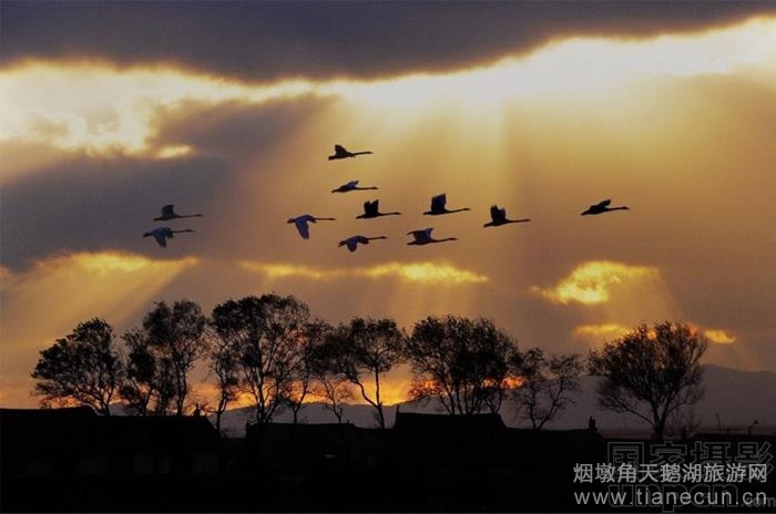 宋福洲:东方天鹅湖诗意栖居的地方