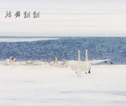 《暴雪中的天鹅》东坡居士