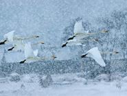 《雪中天使》13届佳能杯亚洲风采摄影大赛自然类一等奖