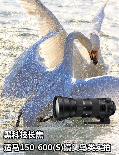 黑科技长焦 适马150-600(S)镜头天鹅实拍