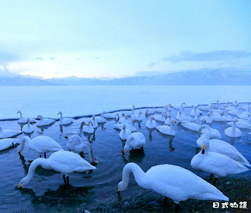 《北海道之恋》 在雪原仙境与天鹅共浴