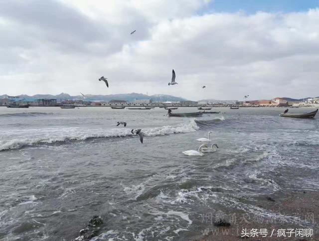 春节北京自驾威海之烟墩角~天鹅,海鸥与人的和谐相处