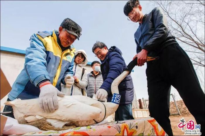 更多了解天鹅迁徙,为天鹅佩戴微型定位跟踪器