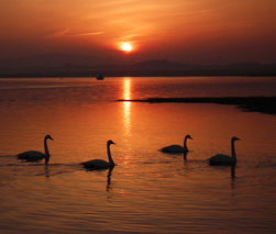 天鹅湖夕照 Sunset at Swan Lake