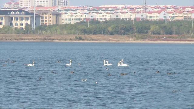 首批越冬大天鹅从西伯利亚飞抵荣成天鹅湖