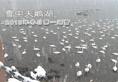 大雪纷飞 大天鹅为冬日增添灵动