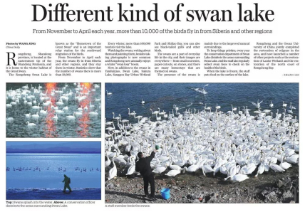 中国日报 《China Daily》头版头条向海外推介荣成天鹅湖