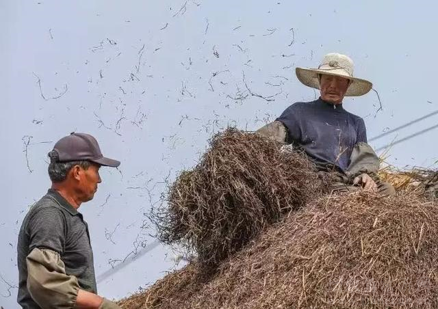 烟墩角的海草房是如何“苫”出来的?